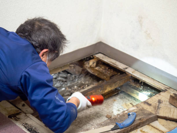 Best Mold Removal Company Near Me  in Orchard Mesa, CO