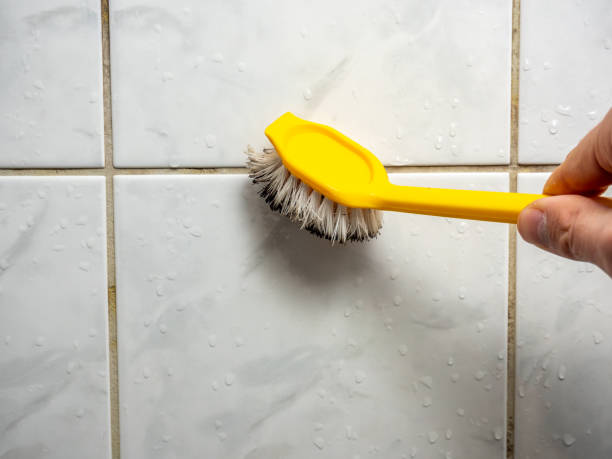 Best Best Mold Removal Companies  in Orchard Mesa, CO