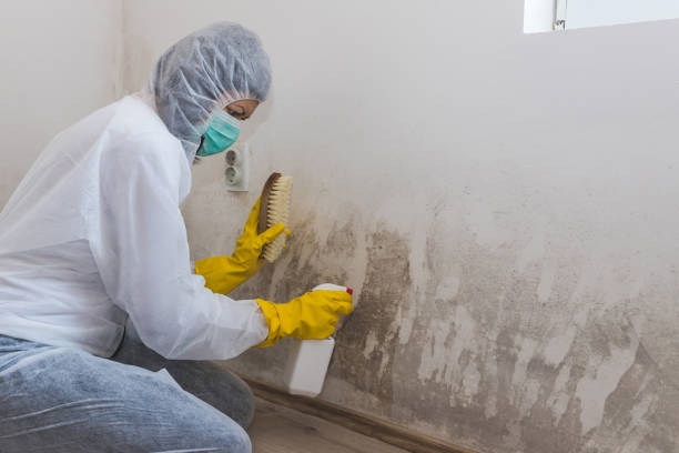 Best Attic Mold Removal  in Orchard Mesa, CO
