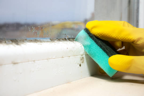 Professional Mold Removal in Orchard Mesa, CO