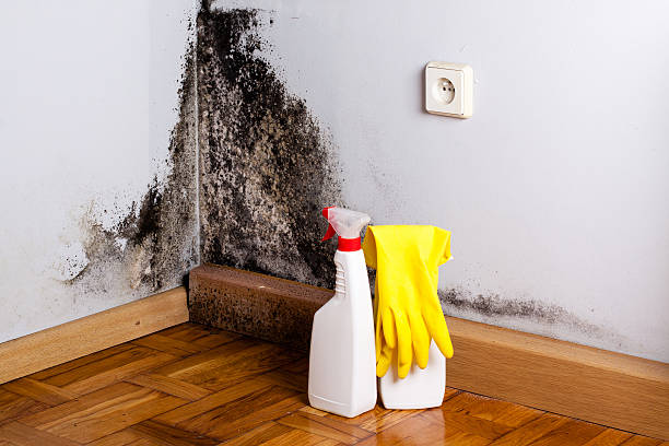 Best Office Mold Removal Services  in Orchard Mesa, CO