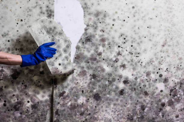 Best Certified Mold Removal  in Orchard Mesa, CO