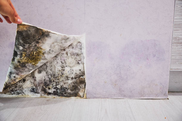 Best Black Mold Removal  in Orchard Mesa, CO